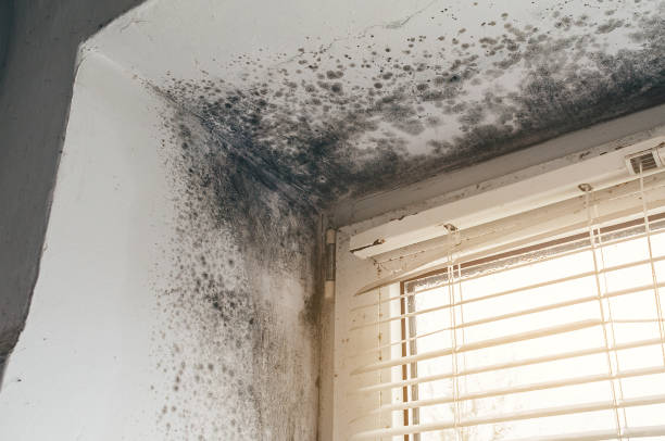 Affordable Hvac And Air Duct Mold Remediation solutions in Jamestown, NC